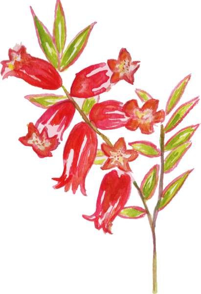 Watercolor Pink Heath Epacris Impressa Australian Native Flower